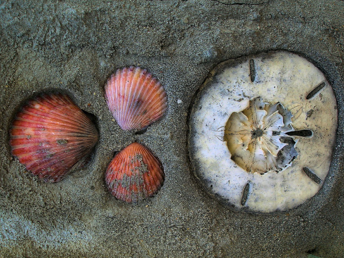 Embedded Shells